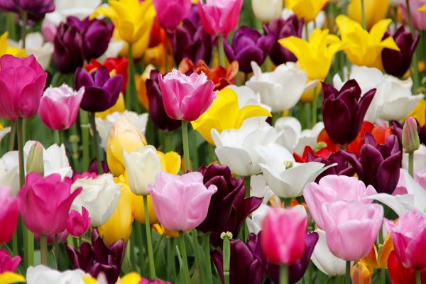 piantare-tulipani-600x400 Il tulipano ti conquista con mille sfumature