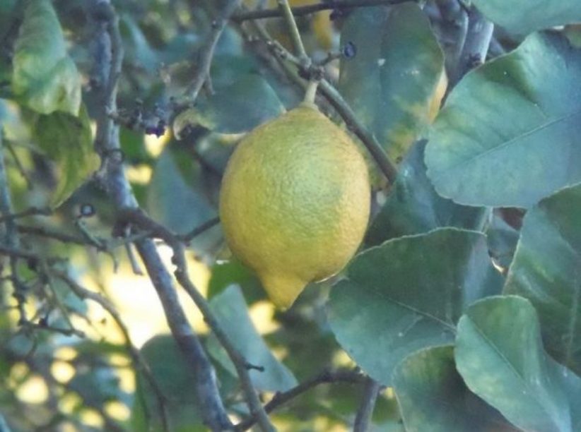 limoni