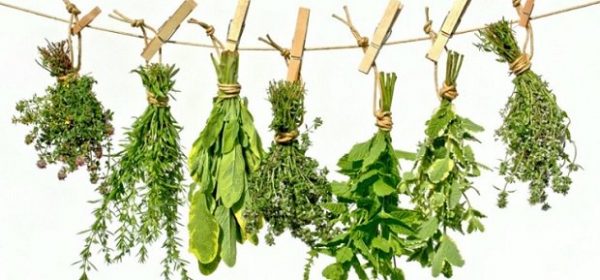 conservazione erbe aromatiche