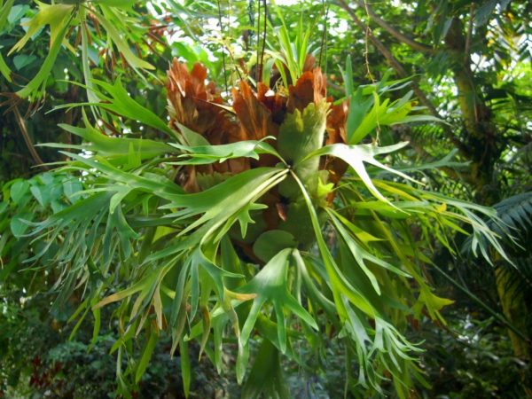 Il Platicerio è una pianta d'appartamento che vuole contenitori pensili o ciotole ricavate da cortecce