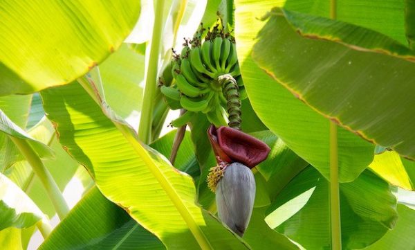 coltivare banano in giaridno