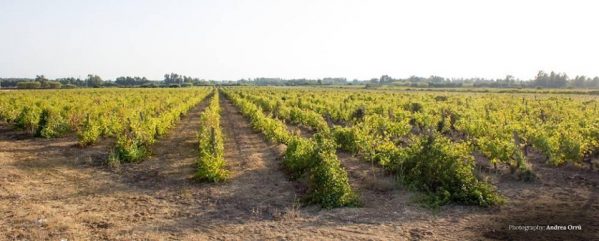 Azienda Vitivinicola F.lli Serra, prima azienda sarda che ha ottenuto il riconoscimento DOC con il Vino “Vernaccia di Oristano”