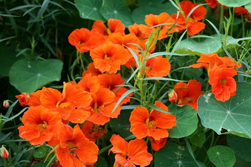 Il nasturzio adatto ai giardini quanto alla crescita in vaso, crea vivacissime macchie di colore