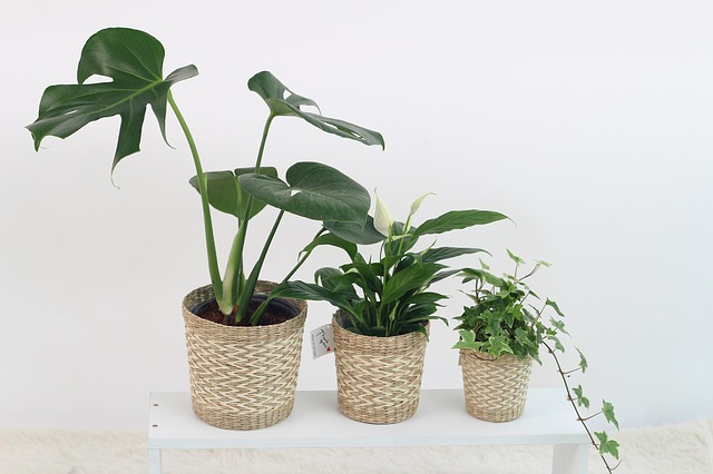 Qual è il momento migliore per rinvasare e travasare piante da appartamento?