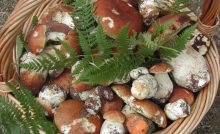 cesto funghi porcini di borgotaro