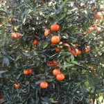pianta di mandarini