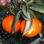 raccolta dei mandarini