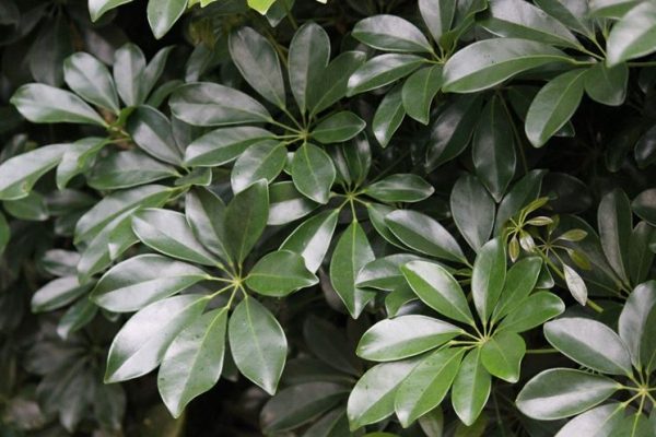 la-schefflera_NG1-e1550831101952 Schefflera: pianta sempreverde di grande pregio ornamentale