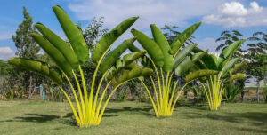 Consigli utili su come coltivare il banano