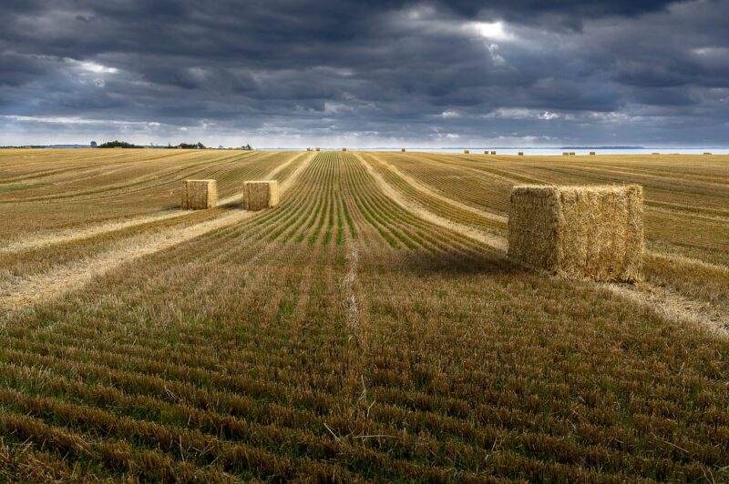 Tutto sulla filiera bio: coltivazione senza pesticidi, tracciabilità garantita