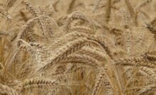Dalla terra alla tavola: come funziona la filiera del grano bio italiano?