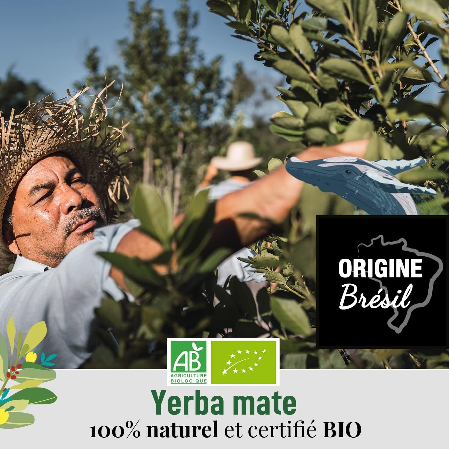ORIGEENS COFANETTO MATE BIO x4 | La selvaggia - La fruttata - La tonica - La fresca | Yerba mate Bio 4x80gr | Set mate, Idea regalo - immagine 13