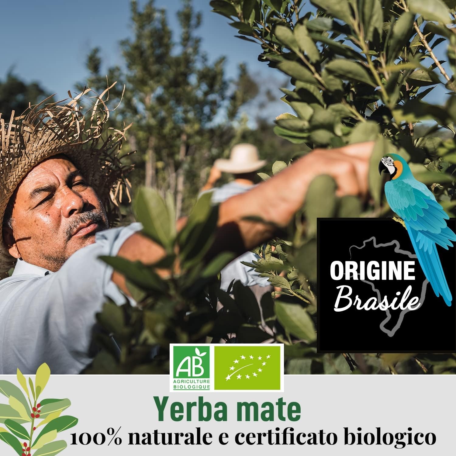 ORIGEENS COFANETTO MATE BIO x4 | La selvaggia - La fruttata - La tonica - La fresca | Yerba mate Bio 4x80gr | Set mate, Idea regalo - immagine 41