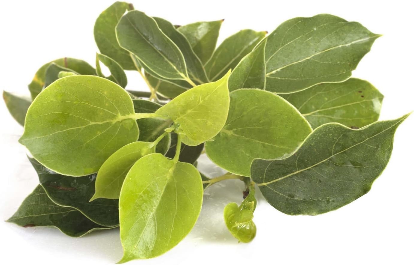 RAVINTSARA BIO - 30mL - Olio Essenziale di Qualità Premium - 100% Puro, Naturale, Integrale - Supporto al Sistema Immunitario - immagine 2