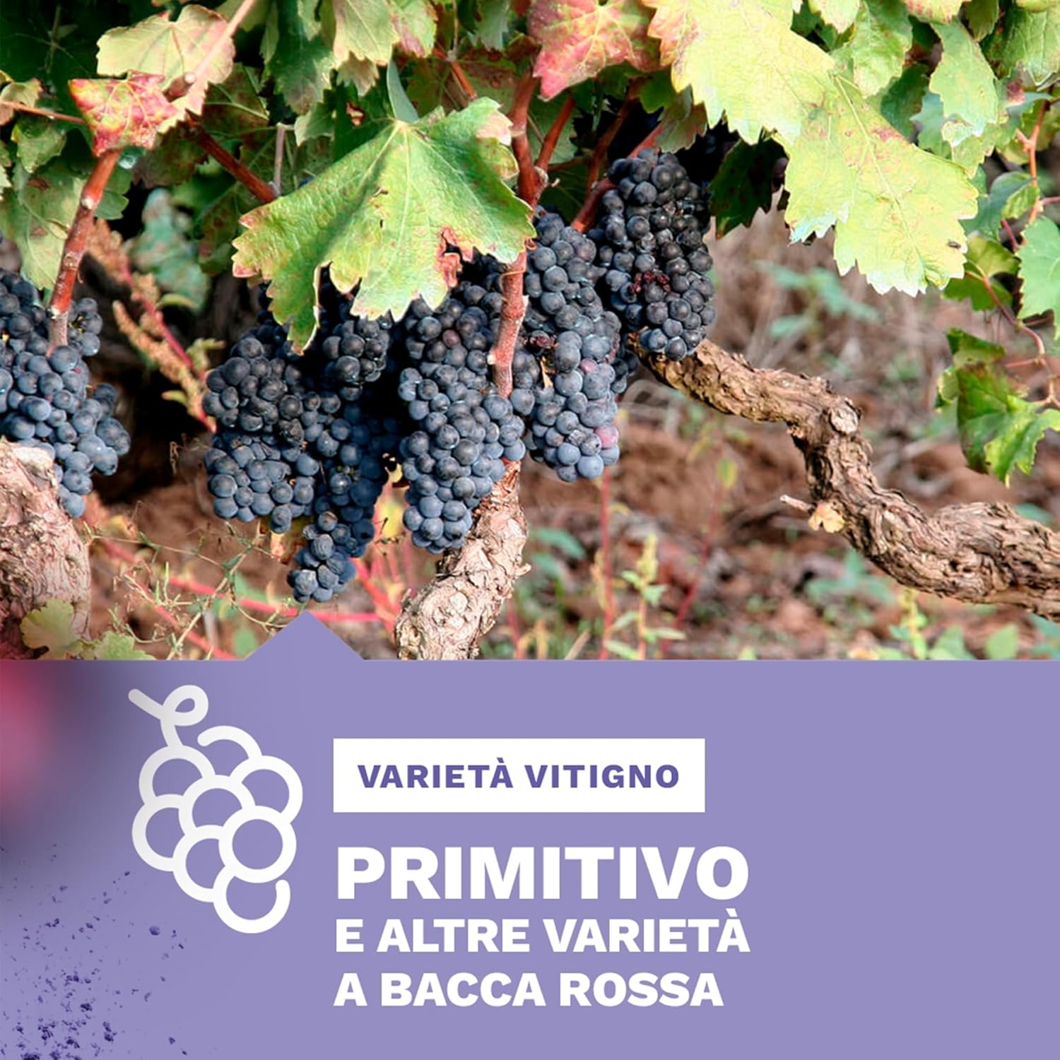 b.io bpuntoio Puglia Igp Primitivo vino biologico - immagine 6