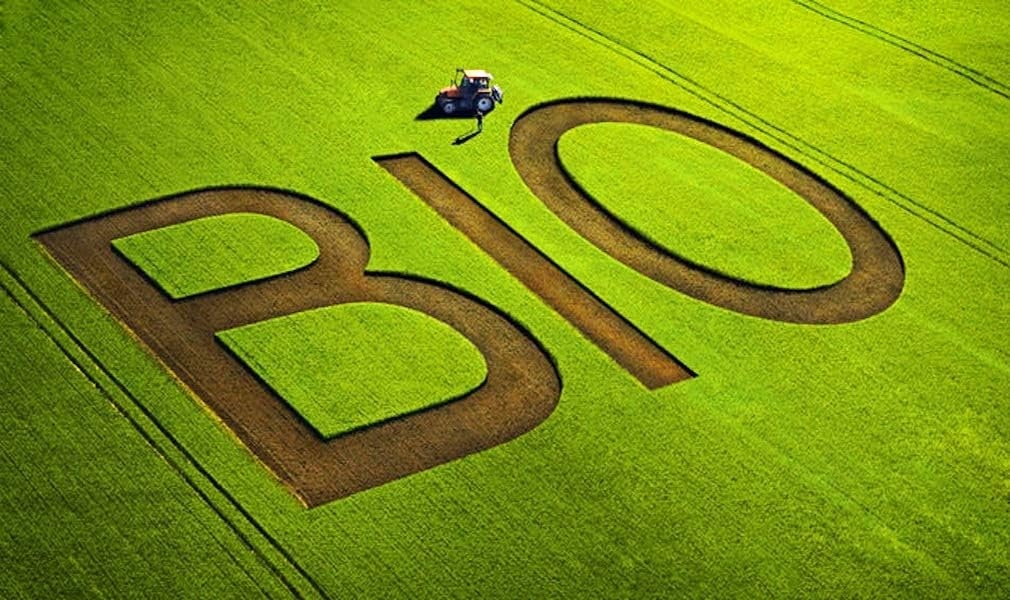 Limoncello BIOLOGICO - 0,5 lt. - 28% Vol. 0,5 lt. - Torboli Finest Liquors - - immagine 2