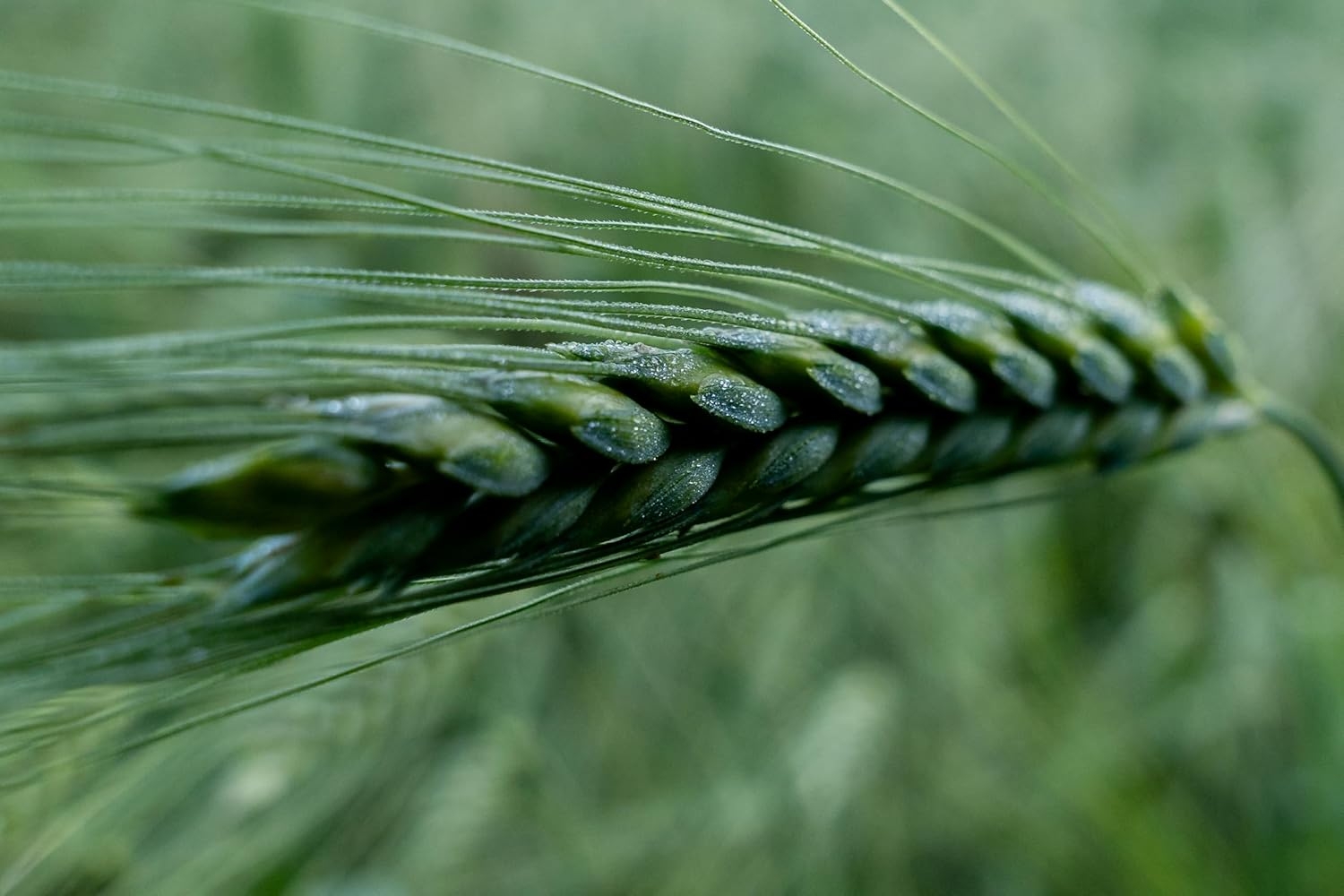Prometeo, Tagliatelle nido integrali di farro "le farrette" bio, 250g - immagine 2