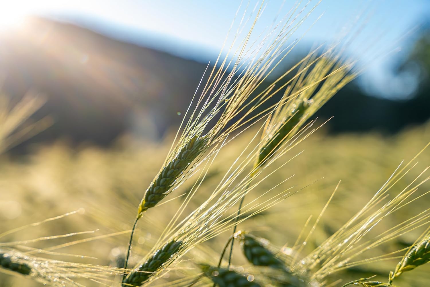Prometeo, Tagliatelle nido integrali di farro "le farrette" bio, 250g - immagine 3