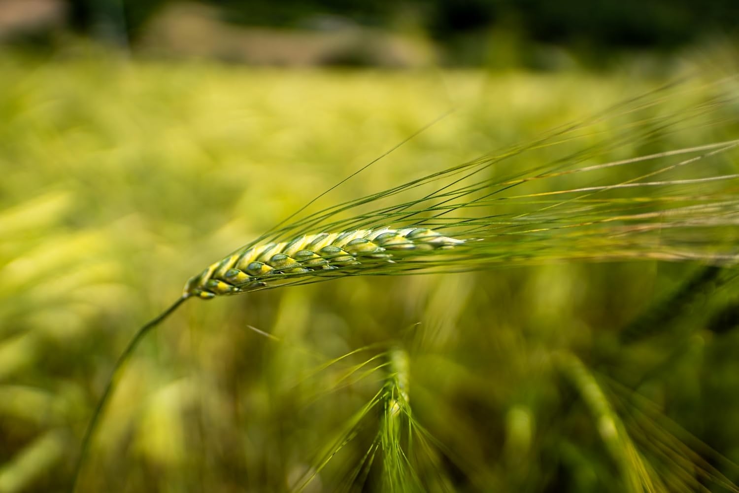 Prometeo, Tagliatelle nido integrali di farro "le farrette" bio, 250g - immagine 4