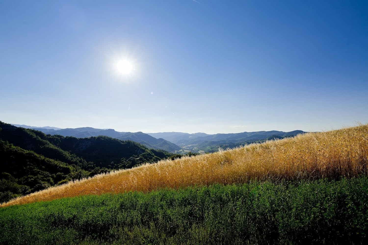 Prometeo, Tagliatelle nido integrali di farro "le farrette" bio, 250g - immagine 6