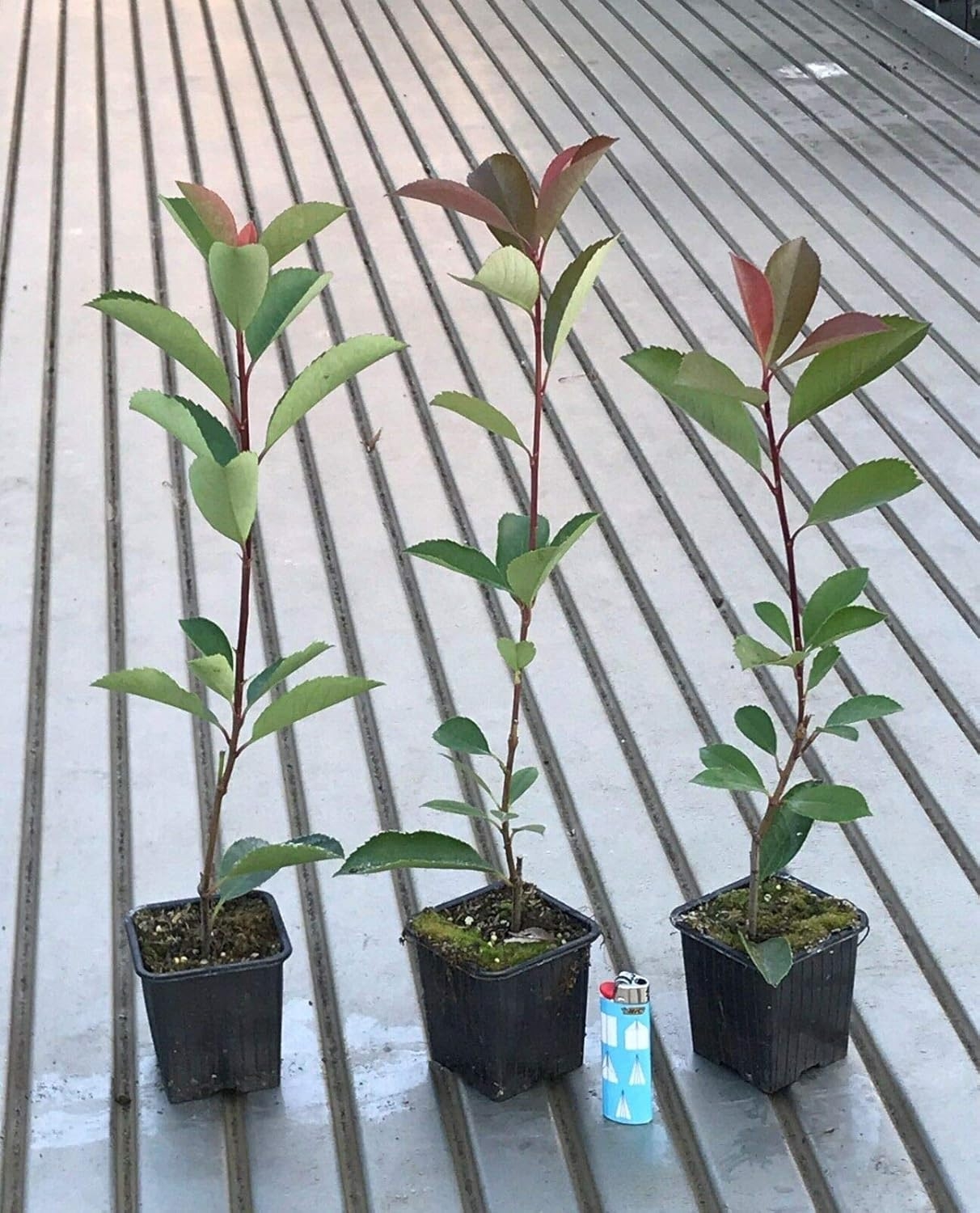 Fotinia "Photinia x fraseri Red Robin" pianta da siepe in vaso ø9 cm Vivaio di Castelletto