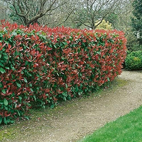 Fotinia "Photinia x fraseri Red Robin" pianta da siepe in vaso ø9 cm Vivaio di Castelletto - immagine 2