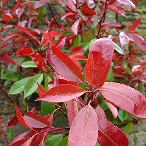 Fotinia "Photinia x fraseri Red Robin" pianta da siepe in vaso ø9 cm Vivaio di Castelletto - immagine 3