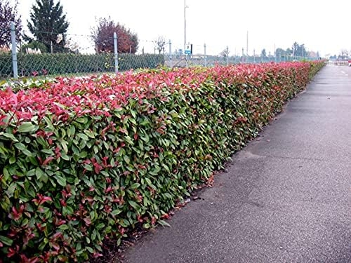 Fotinia "Photinia x fraseri Red Robin" pianta da siepe in vaso ø9 cm Vivaio di Castelletto - immagine 4