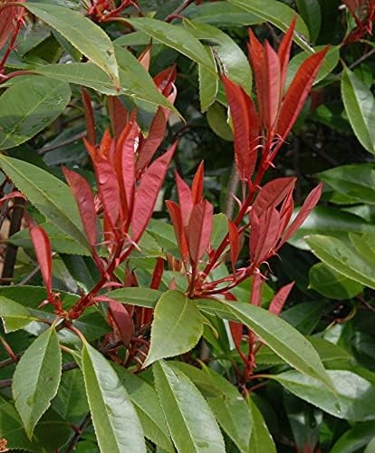 Fotinia "Photinia x fraseri Red Robin" pianta da siepe in vaso ø9 cm Vivaio di Castelletto - immagine 5