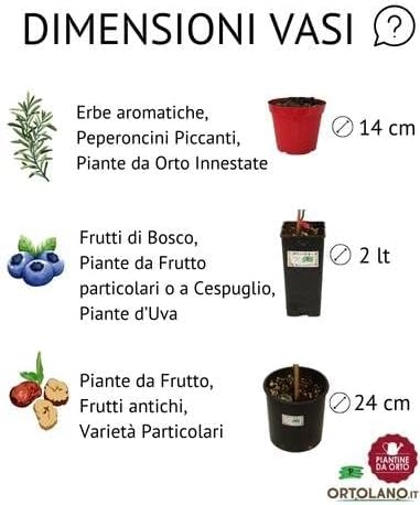 P. Piantine da Orto | UVA Fragola Bianca, Vaso 2 L, Pianta Pronta per Il Trapianto, Pianta Vera da Esterno, UVA da Tavola da Mangiare, Vivaio Italiano - immagine 3