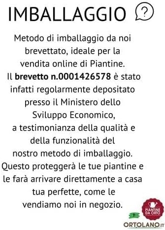 P. Piantine da Orto | UVA Fragola Bianca, Vaso 2 L, Pianta Pronta per Il Trapianto, Pianta Vera da Esterno, UVA da Tavola da Mangiare, Vivaio Italiano - immagine 4