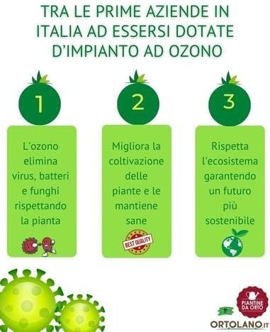 P. Piantine da Orto | UVA Fragola Bianca, Vaso 2 L, Pianta Pronta per Il Trapianto, Pianta Vera da Esterno, UVA da Tavola da Mangiare, Vivaio Italiano - immagine 5