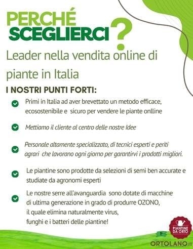 P. Piantine da Orto | UVA Fragola Bianca, Vaso 2 L, Pianta Pronta per Il Trapianto, Pianta Vera da Esterno, UVA da Tavola da Mangiare, Vivaio Italiano - immagine 6