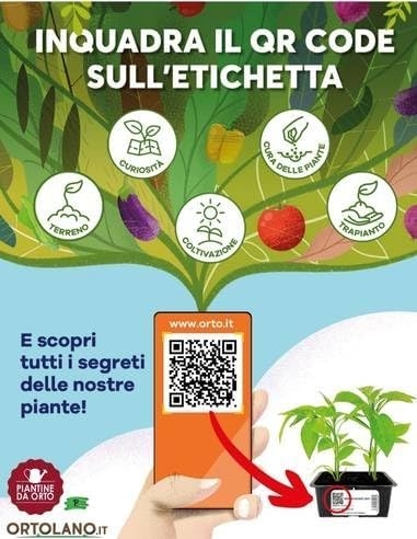 P. Piantine da Orto | UVA Fragola Bianca, Vaso 2 L, Pianta Pronta per Il Trapianto, Pianta Vera da Esterno, UVA da Tavola da Mangiare, Vivaio Italiano - immagine 7