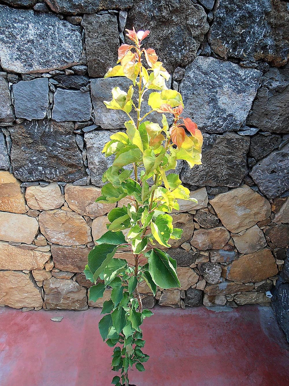 Pianta di arance Albero arancio Tacle - Imballaggio speciale protettivo