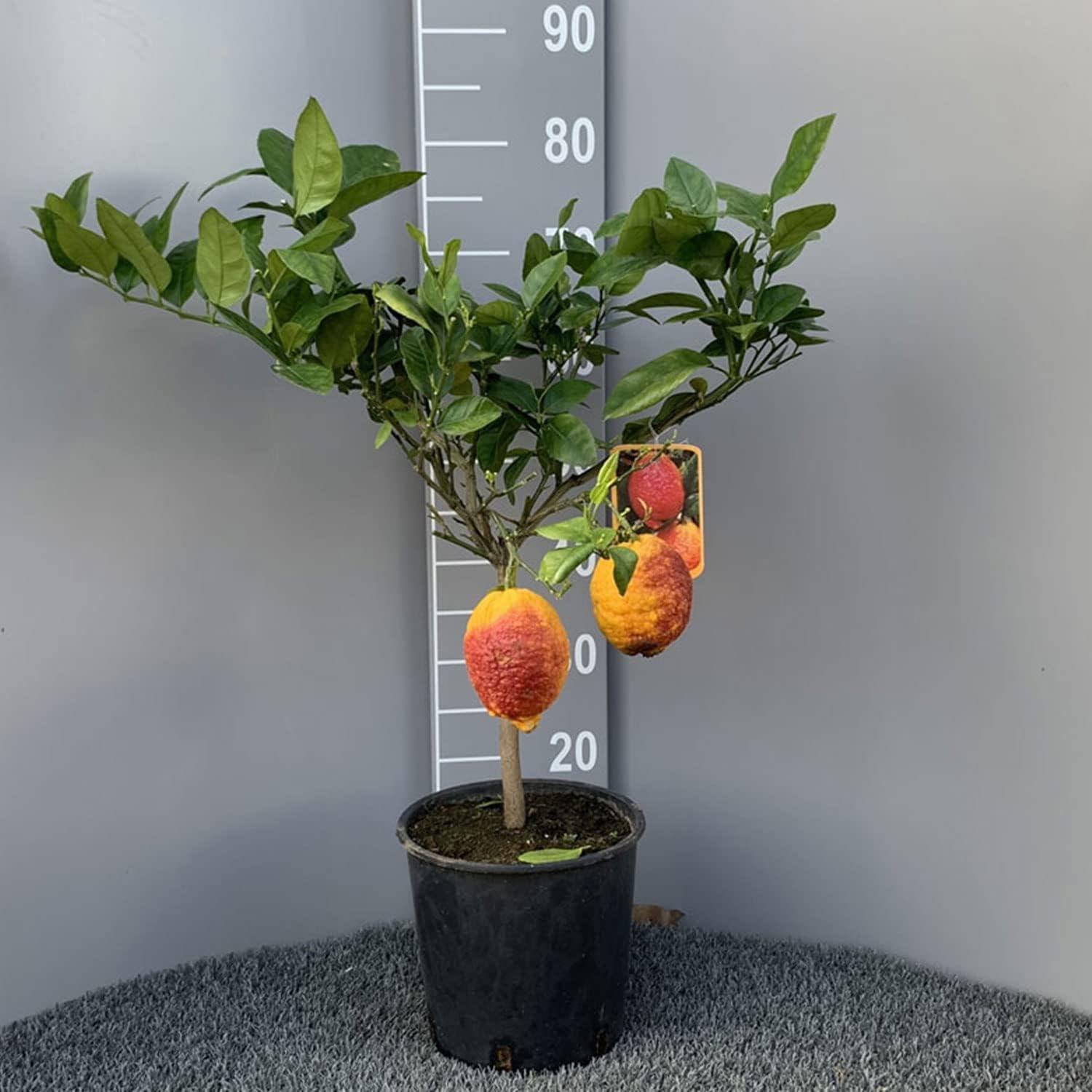 SAVINI VIVAI Pianta di Limone Albero Agrumi Limone a Buccia Rossa in Vaso da 20 cm Altezza 70 cm 2-3 Anni di innesto Made Italy