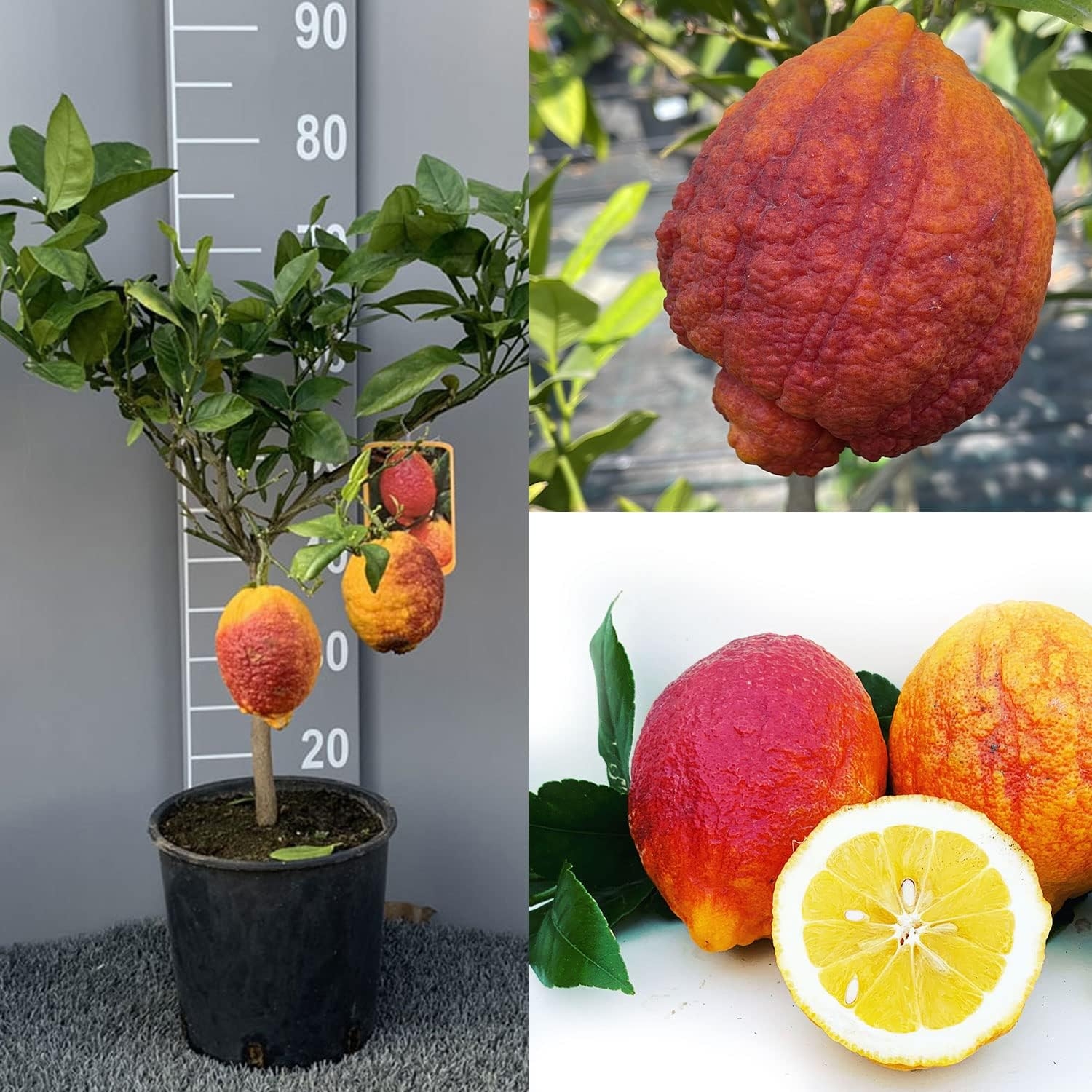 SAVINI VIVAI Pianta di Limone Albero Agrumi Limone a Buccia Rossa in Vaso da 20 cm Altezza 70 cm 2-3 Anni di innesto Made Italy - immagine 2