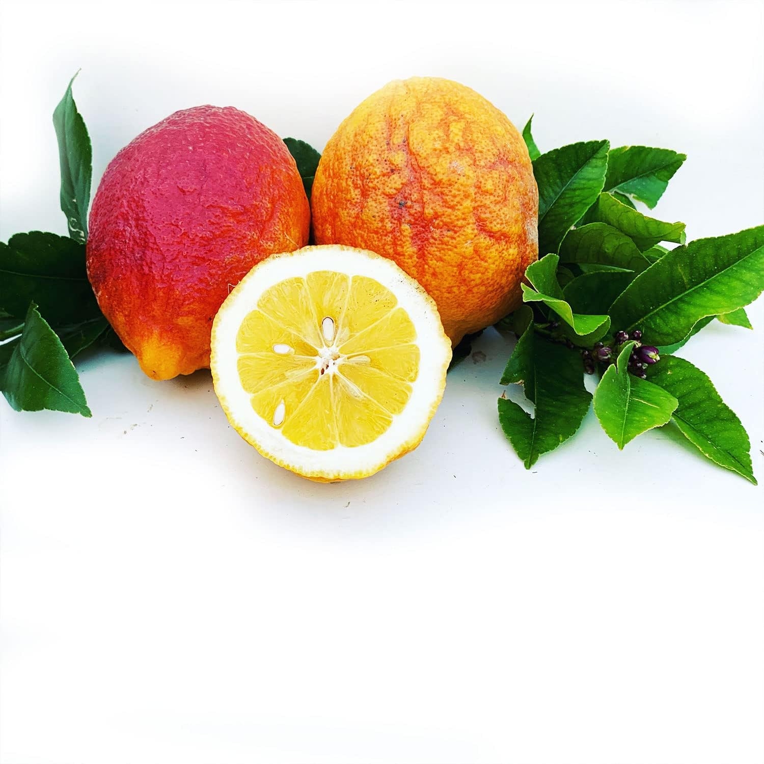 SAVINI VIVAI Pianta di Limone Albero Agrumi Limone a Buccia Rossa in Vaso da 20 cm Altezza 70 cm 2-3 Anni di innesto Made Italy - immagine 3