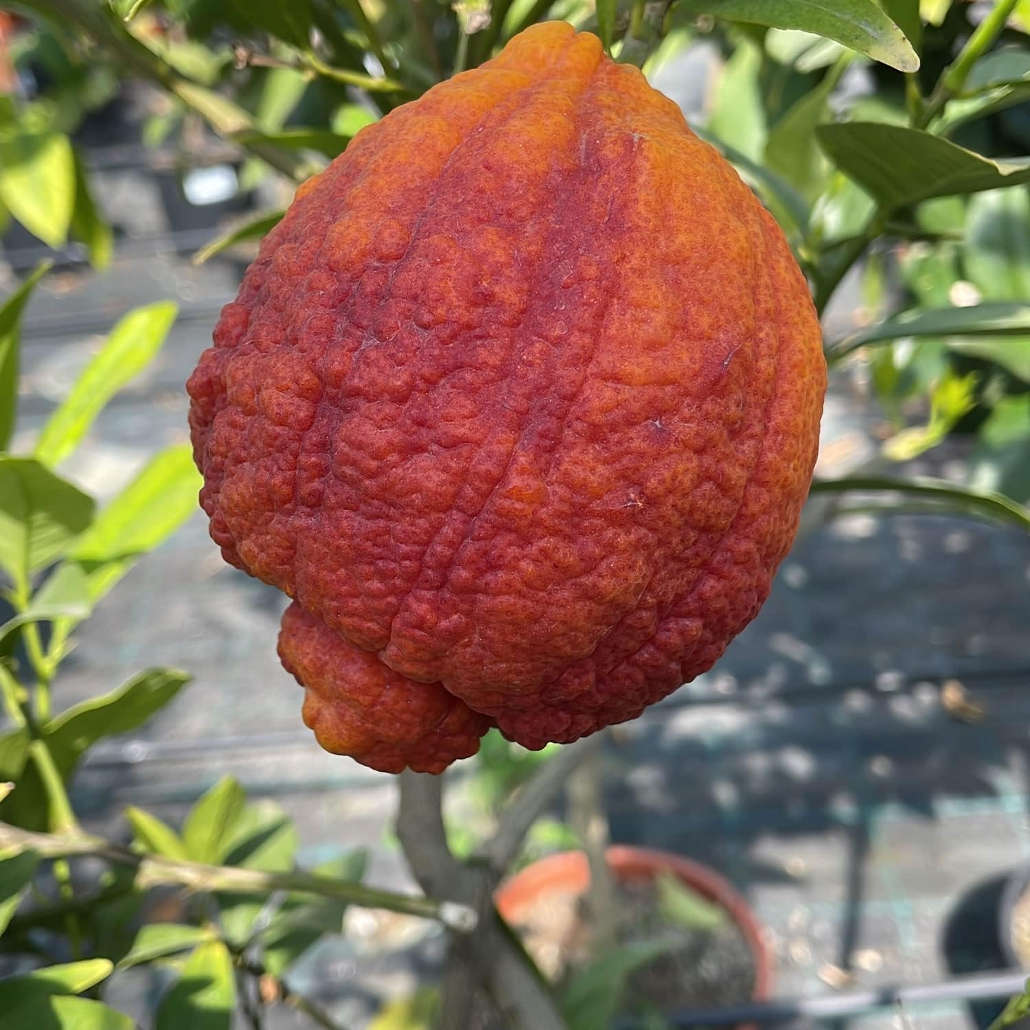 SAVINI VIVAI Pianta di Limone Albero Agrumi Limone a Buccia Rossa in Vaso da 20 cm Altezza 70 cm 2-3 Anni di innesto Made Italy - immagine 4