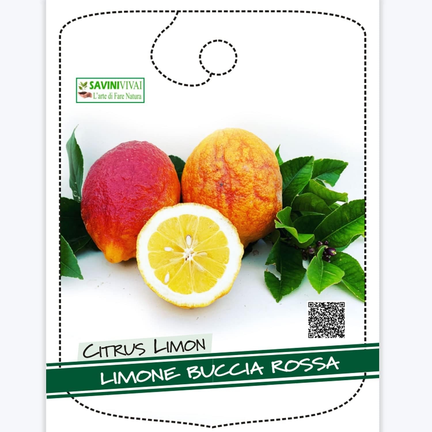 SAVINI VIVAI Pianta di Limone Albero Agrumi Limone a Buccia Rossa in Vaso da 20 cm Altezza 70 cm 2-3 Anni di innesto Made Italy - immagine 5