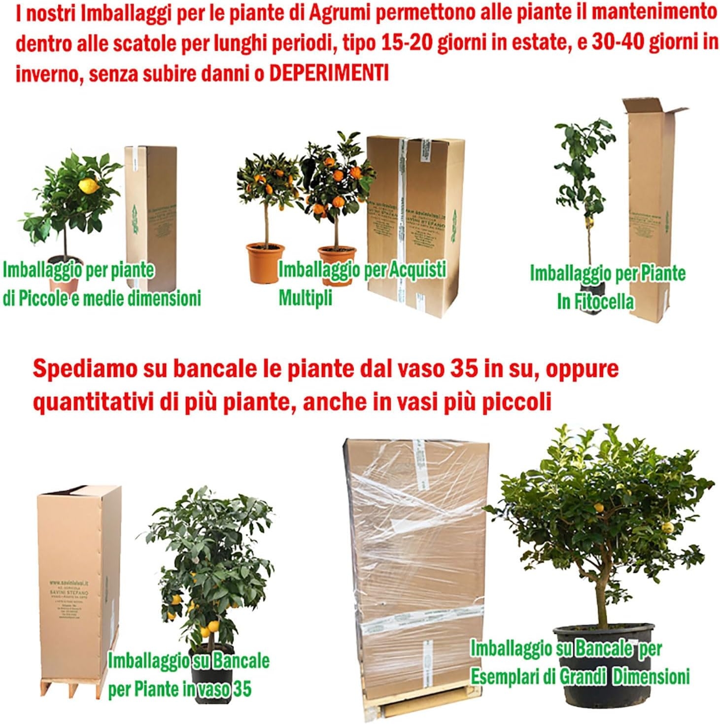 SAVINI VIVAI Pianta di Limone Albero Agrumi Limone a Buccia Rossa in Vaso da 20 cm Altezza 70 cm 2-3 Anni di innesto Made Italy - immagine 7