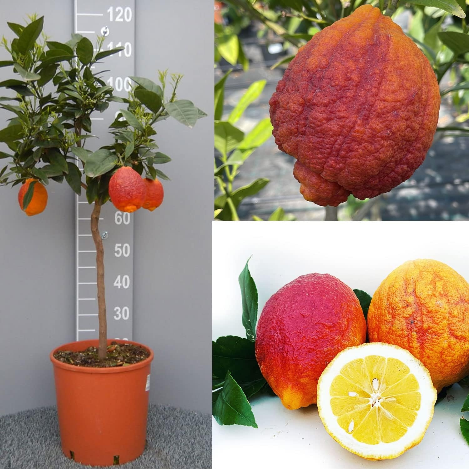 SAVINI VIVAI Pianta di Limone Albero Agrumi Limone a Buccia Rossa in Vaso da 20 cm Altezza 70 cm 2-3 Anni di innesto Made Italy - immagine 8