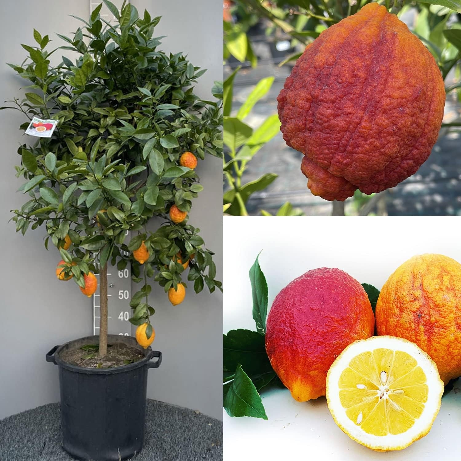 SAVINI VIVAI Pianta di Limone Albero Agrumi Limone a Buccia Rossa in Vaso da 20 cm Altezza 70 cm 2-3 Anni di innesto Made Italy - immagine 10