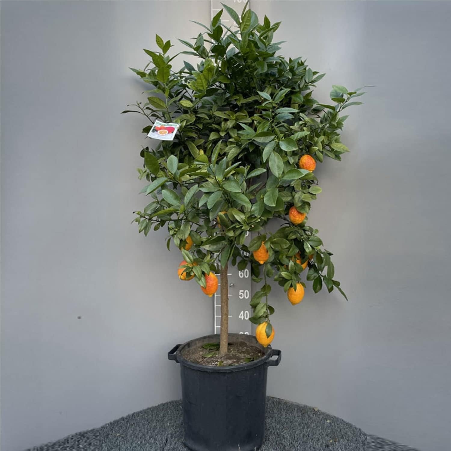SAVINI VIVAI Pianta di Limone Albero Agrumi Limone a Buccia Rossa in Vaso da 20 cm Altezza 70 cm 2-3 Anni di innesto Made Italy - immagine 11