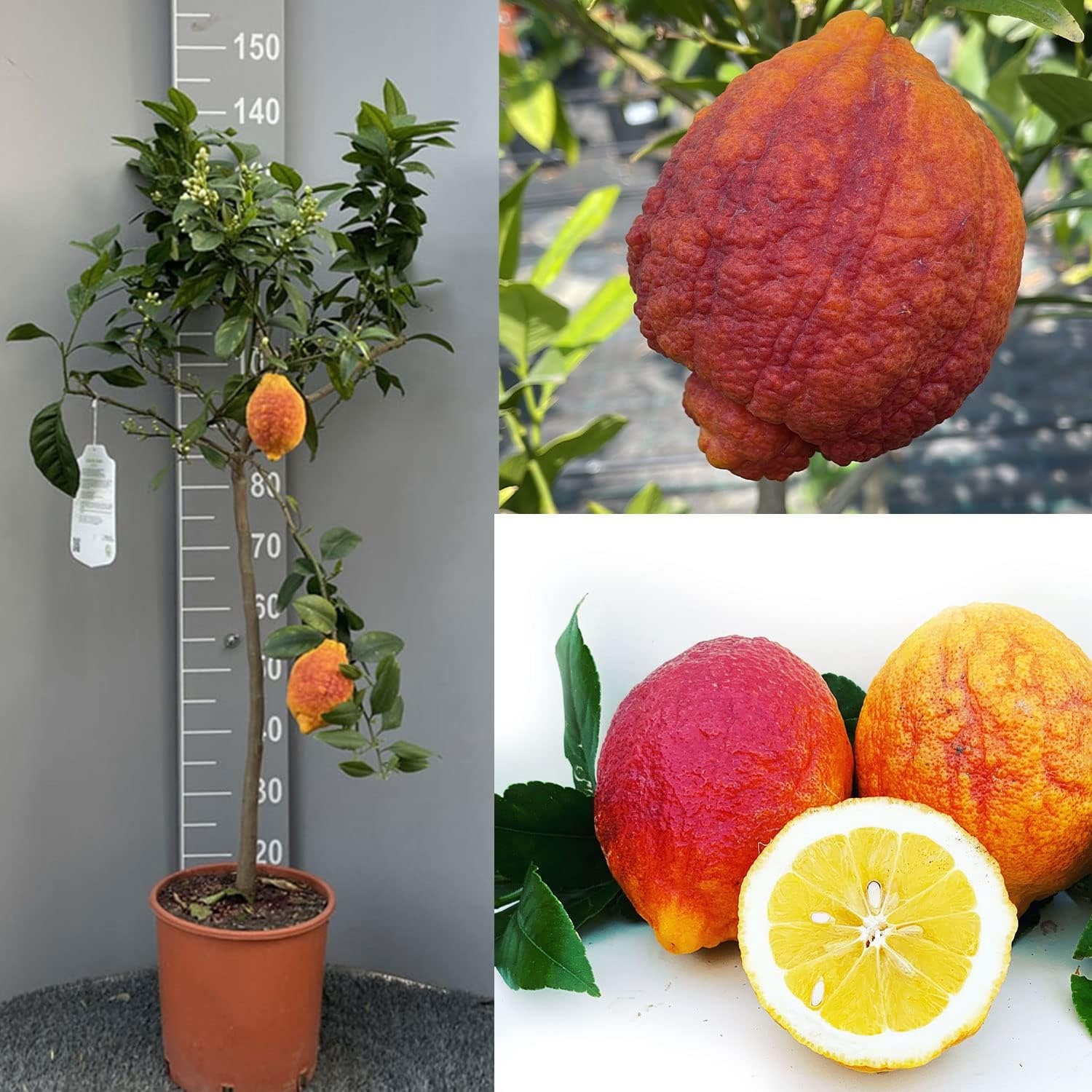 SAVINI VIVAI Pianta di Limone Albero Agrumi Limone a Buccia Rossa in Vaso da 20 cm Altezza 70 cm 2-3 Anni di innesto Made Italy - immagine 12