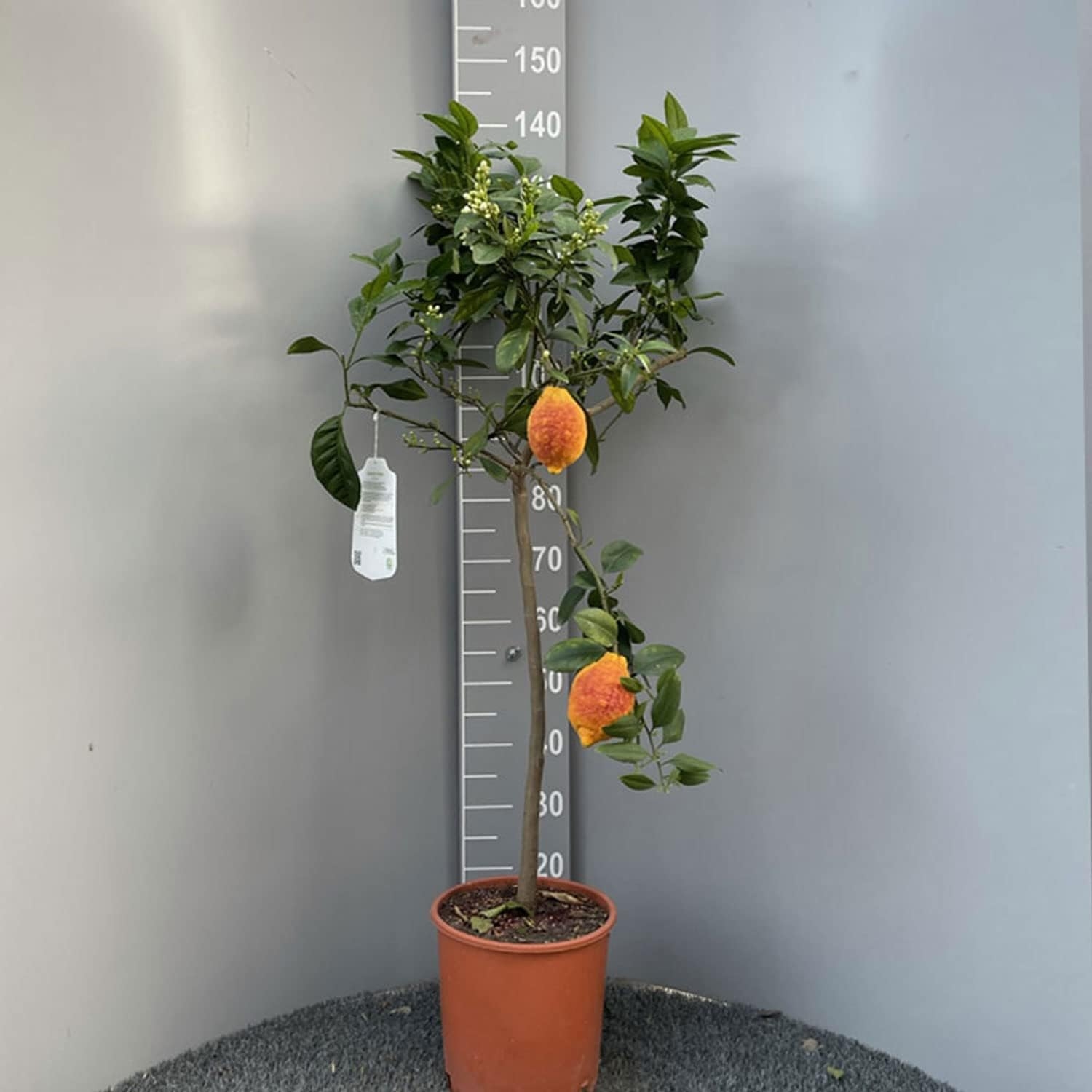 SAVINI VIVAI Pianta di Limone Albero Agrumi Limone a Buccia Rossa in Vaso da 20 cm Altezza 70 cm 2-3 Anni di innesto Made Italy - immagine 13