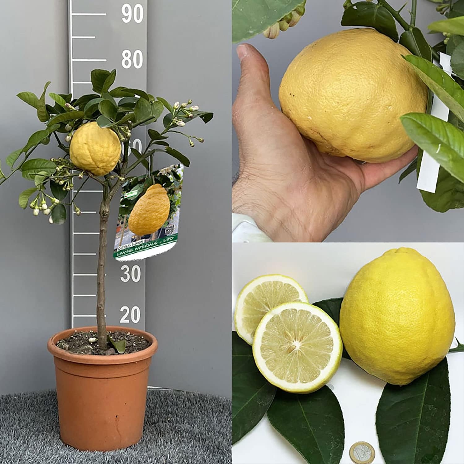 SAVINI VIVAI Pianta di Limone Albero Agrumi Limone Imperiale o Lipo in Vaso da 20 cm Altezza 70 cm 2-3 Anni di innesto Made Italy